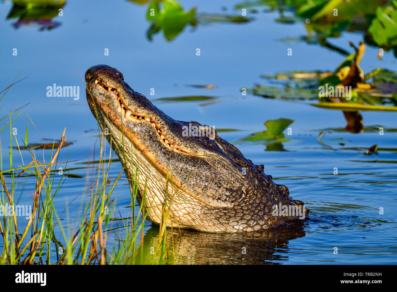 It was time of the year when male alligators roar and make bellowing sounds. Stock Photo
