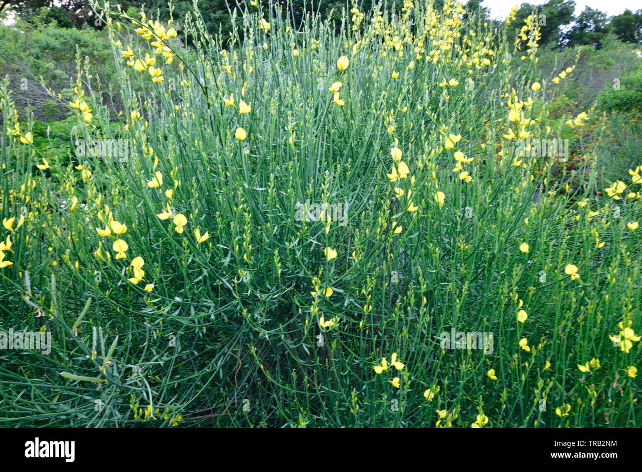 Wild Mustard Plant with Yellow Flowers Stock Photo