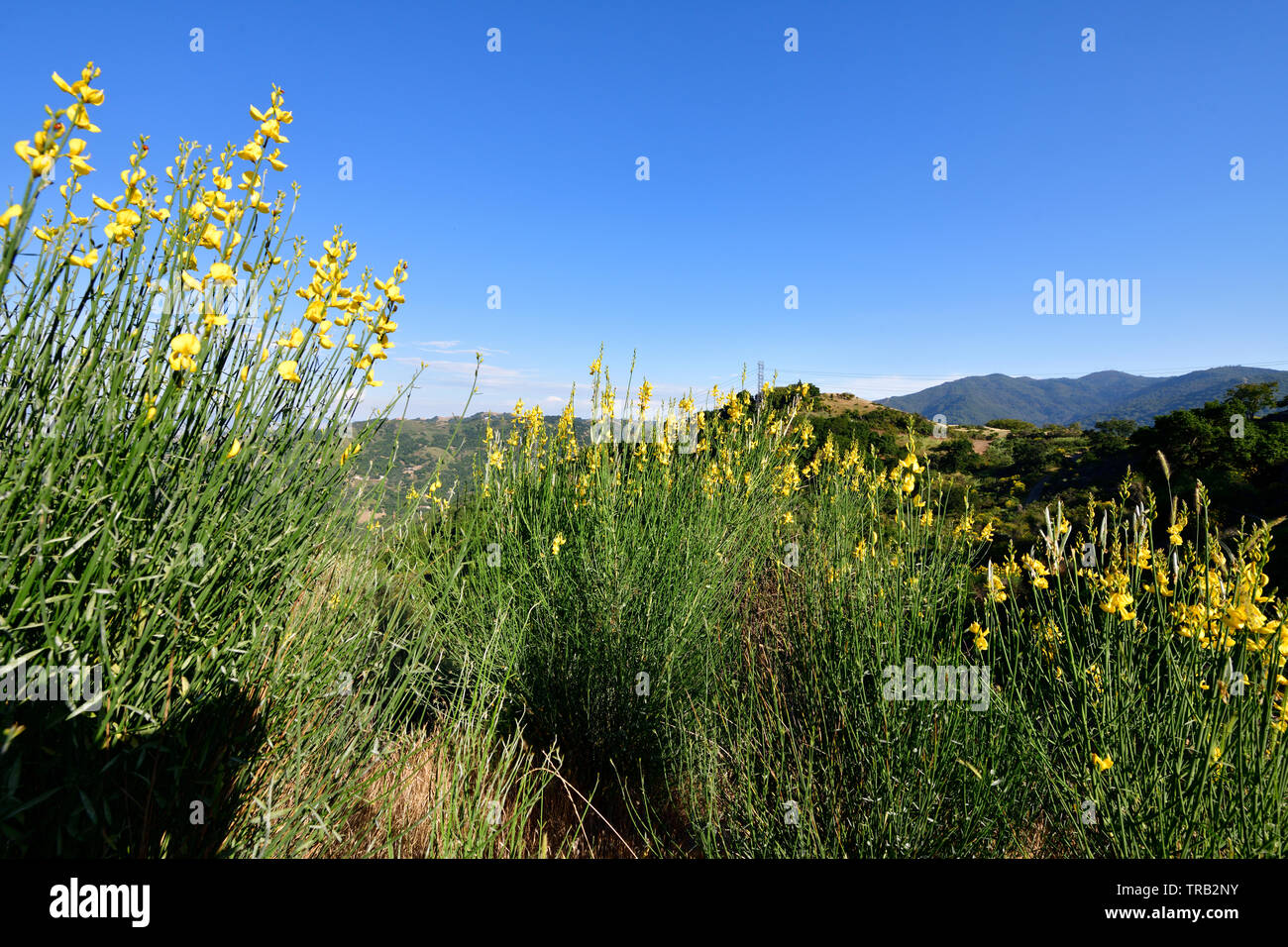 Wild Mustard Plant with Yellow Flowers Stock Photo