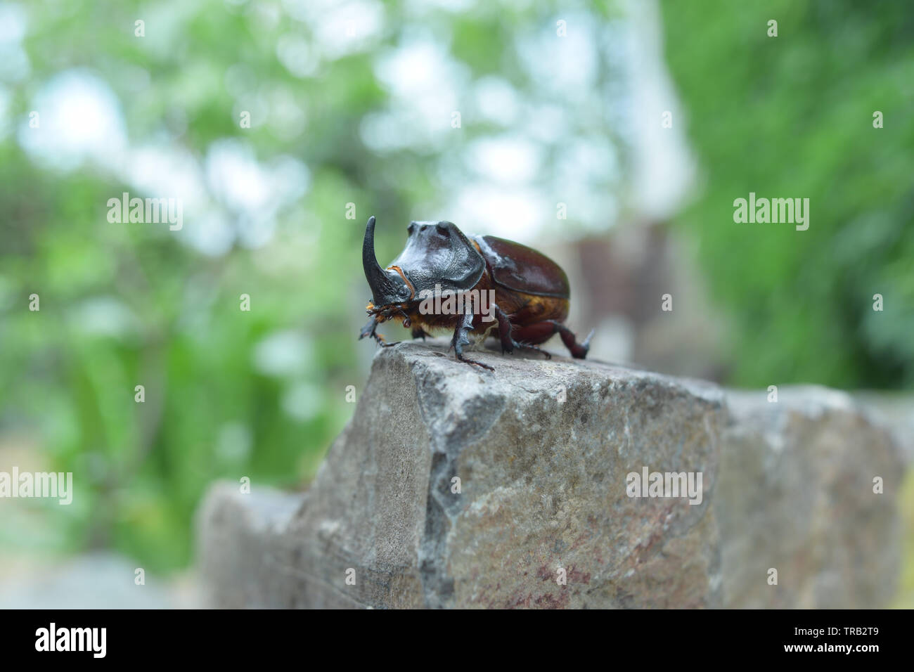 rhinoceros beetle close up on a stone Stock Photo