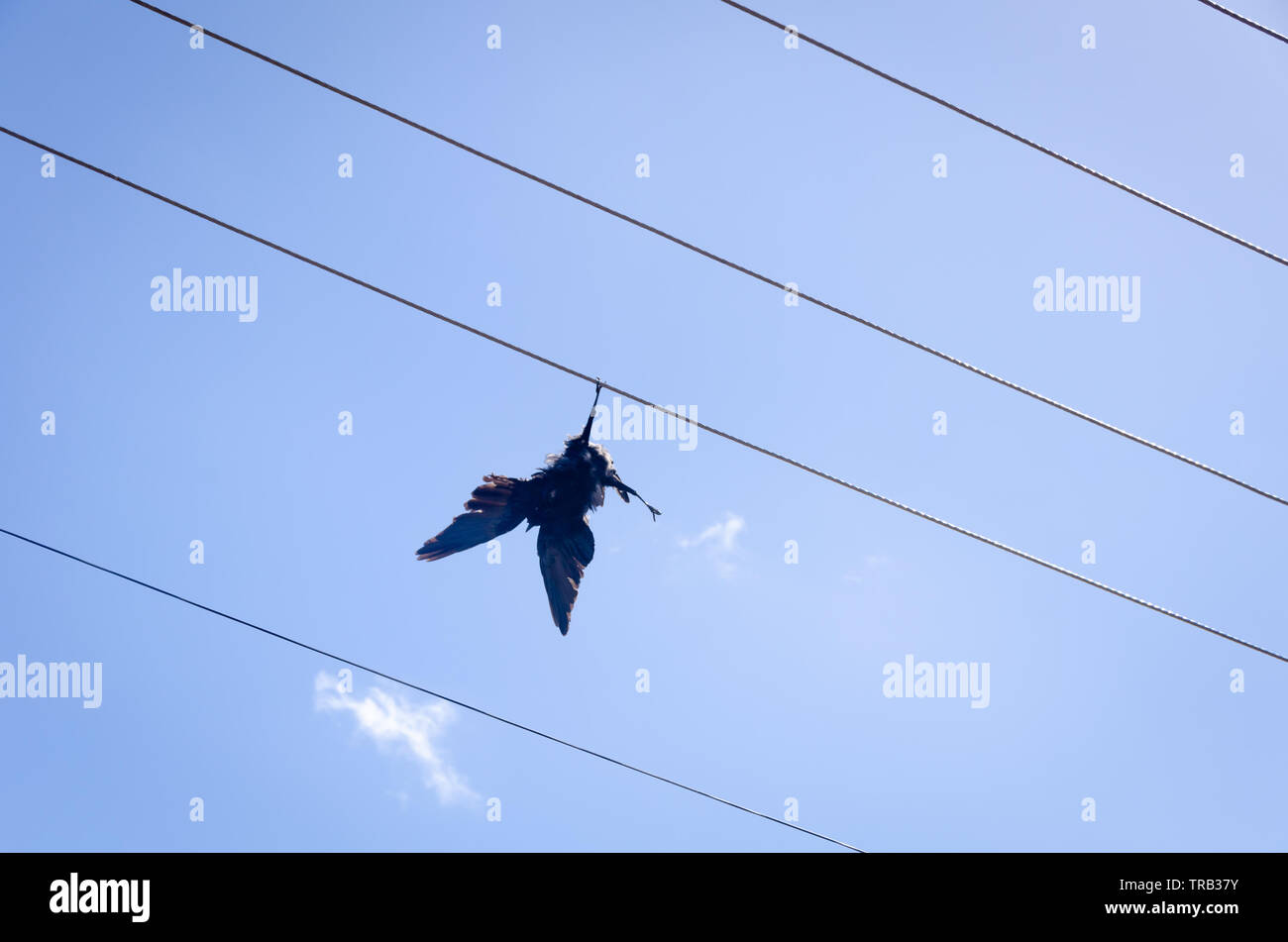 Bird, electrocuted on overhead power wires,Ipswich, Queensland, Australia Stock Photo