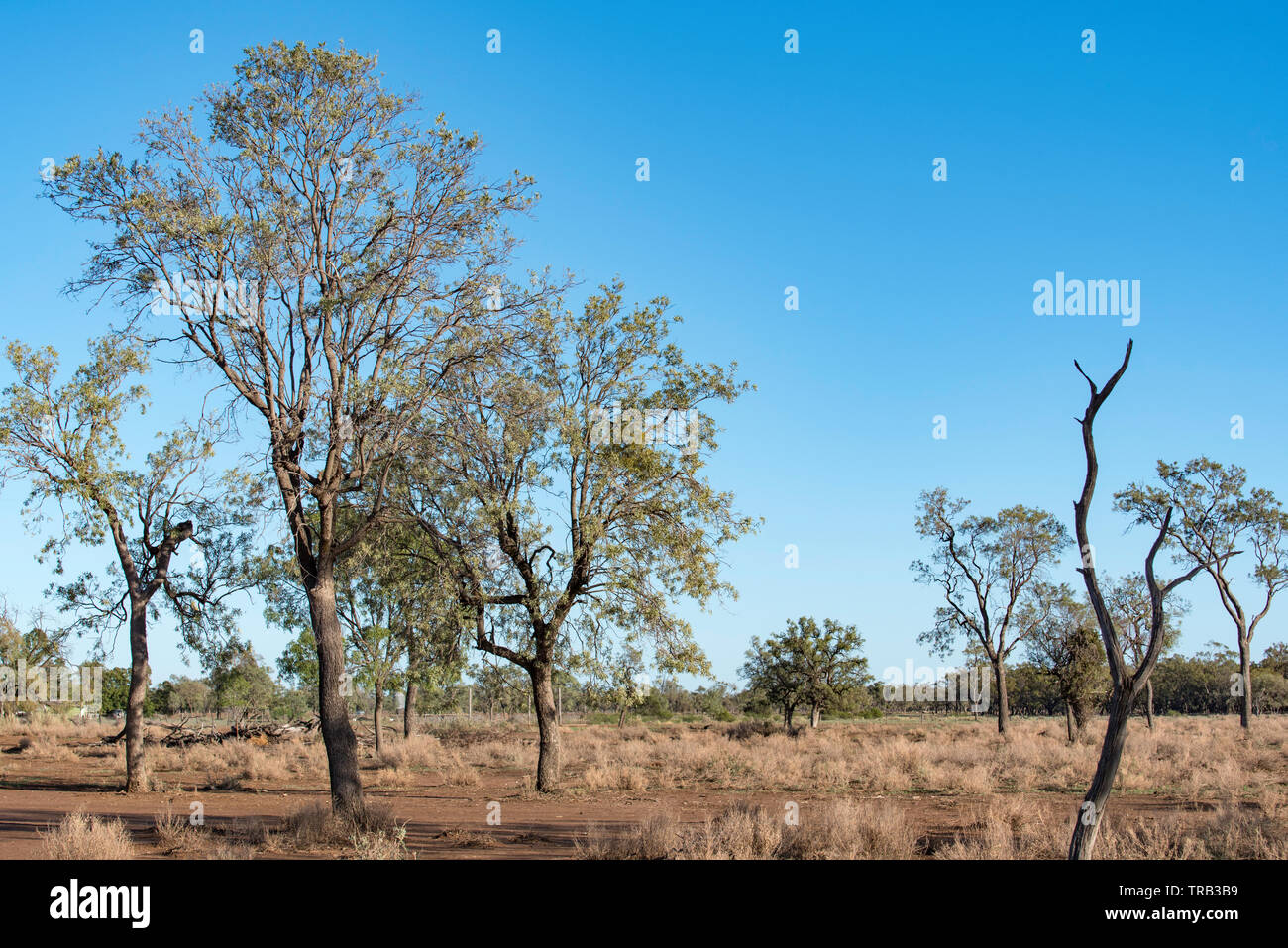 May 2019, Australia: Whitwood trees (Atalaya hemiglauca) on a farm near Burren Junction, NSW, Australia Stock Photo