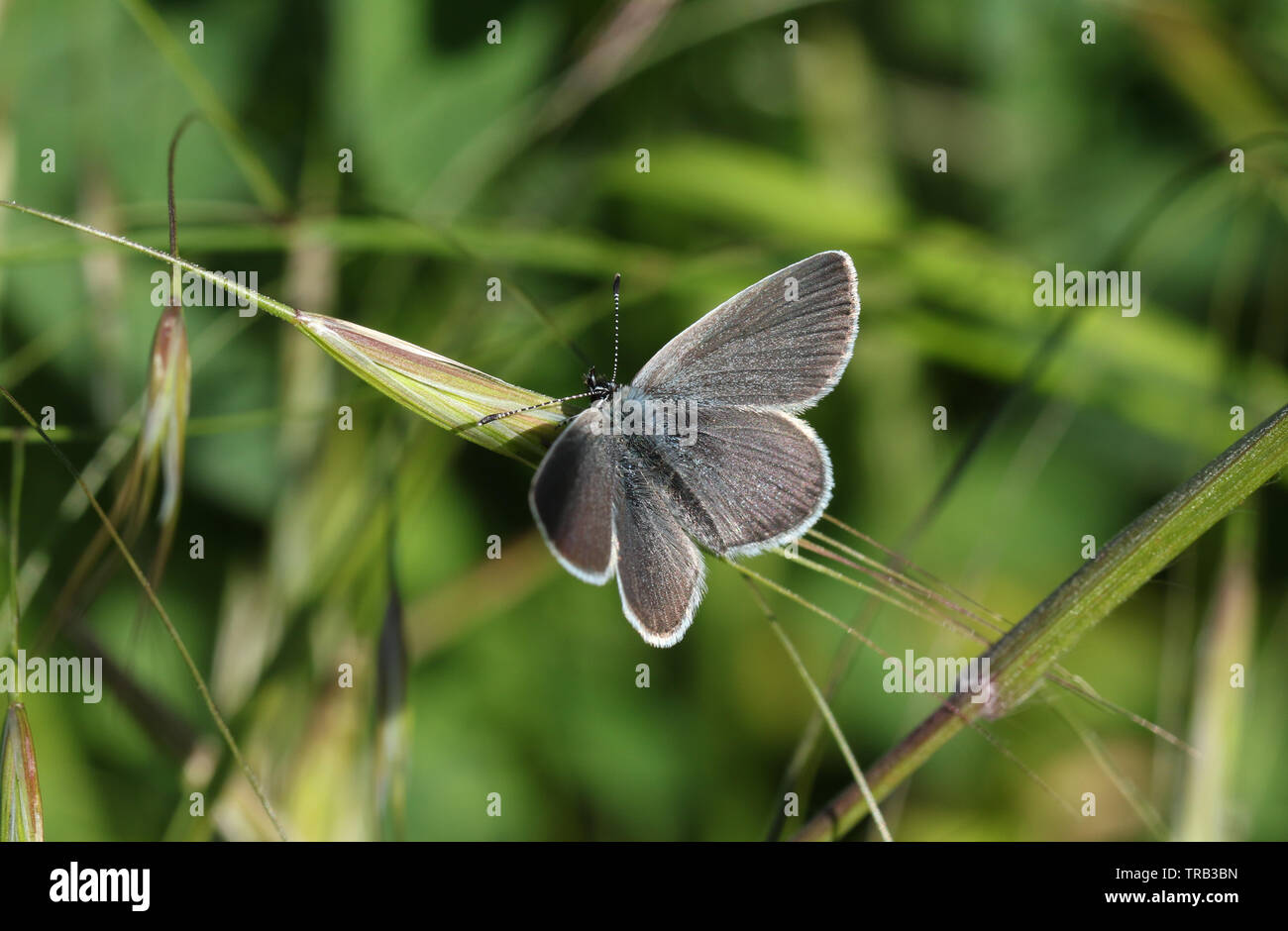 A rare Small Blue Butterfly, Cupido minimus, perching on a grass seed head. Stock Photo