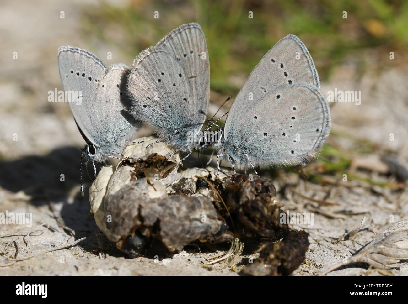 Three rare Small Blue Butterfly, Cupido minimus, feeding on animal faeces on the ground. Stock Photo