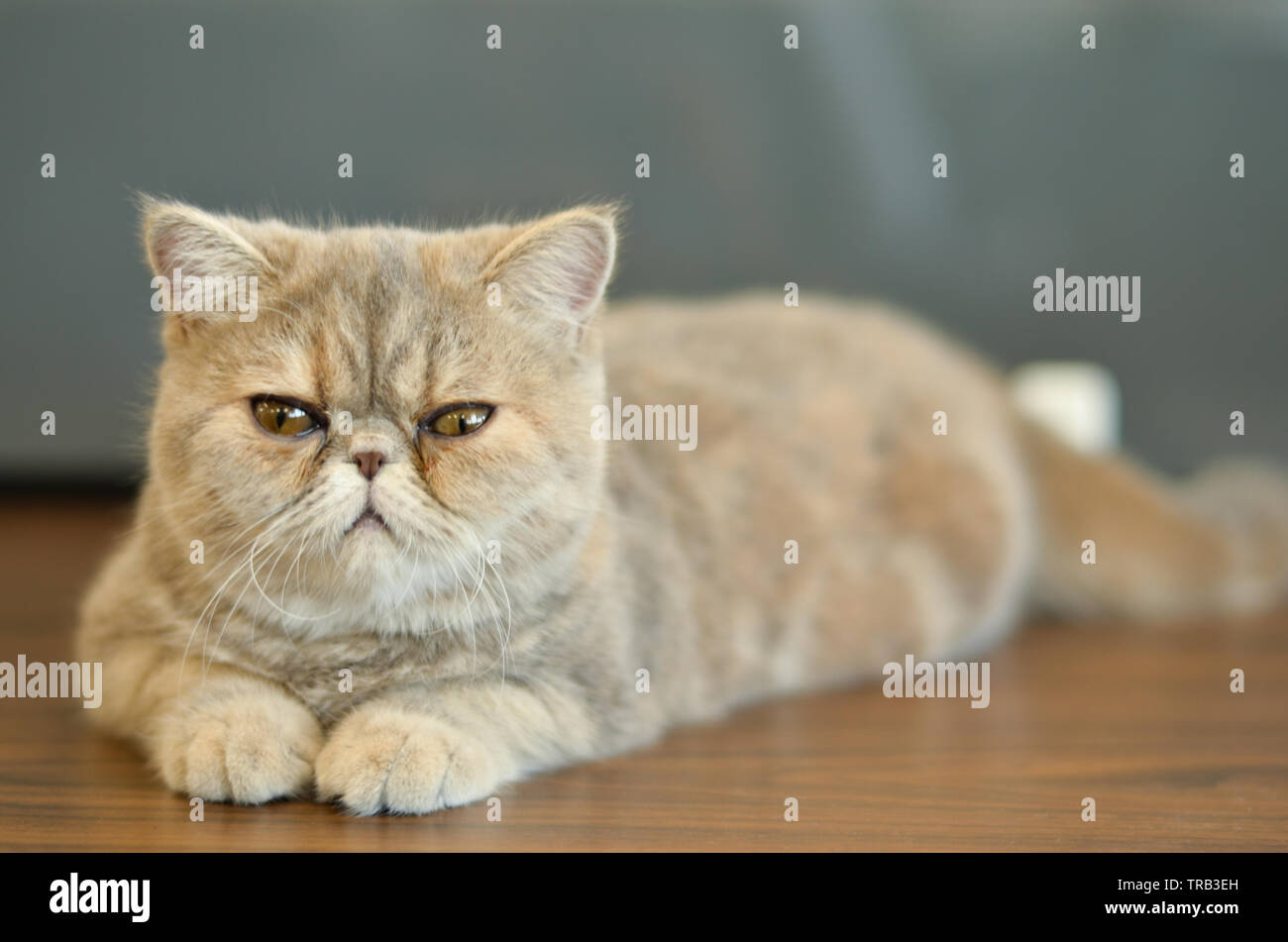 Exotic Shorthair Cat with wide eyes sitting on a wooden table looking into camera giving funny expressions Stock Photo