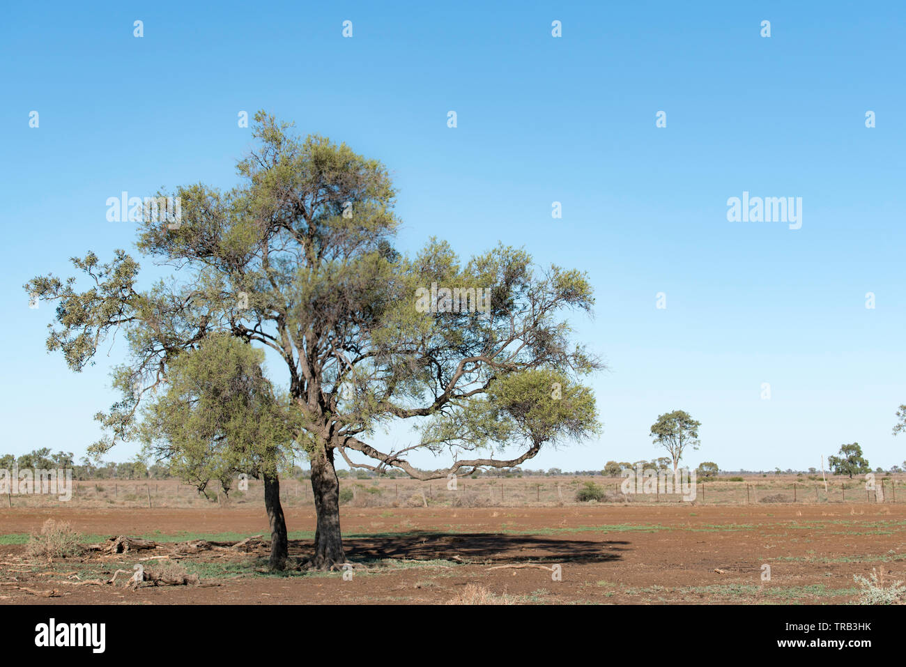 A mature Boonaree or Inland Rosewood tree (Alectryon oleifolius) is a species of small tree of the soapberry family Sapindaceae, native to Australia Stock Photo