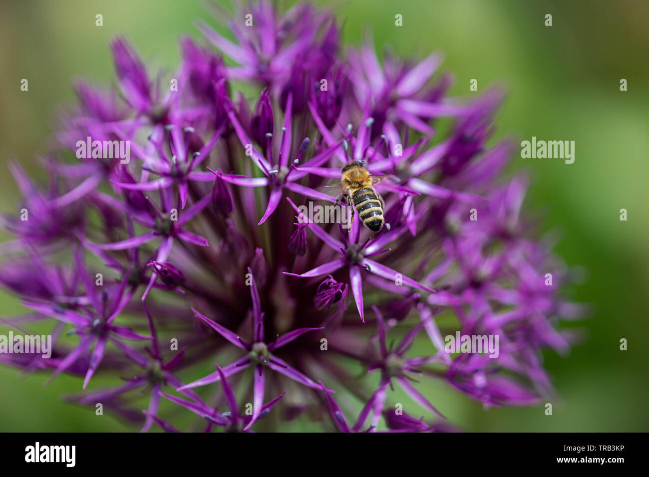 cultivated allium flower with bee Stock Photo Alamy