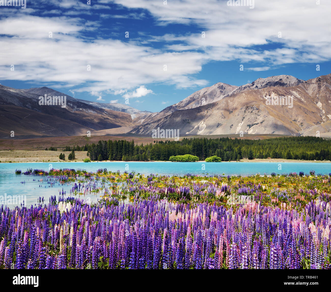Mountain landscape with flowering lupins, lake Tekapo, New Zealand Stock Photo