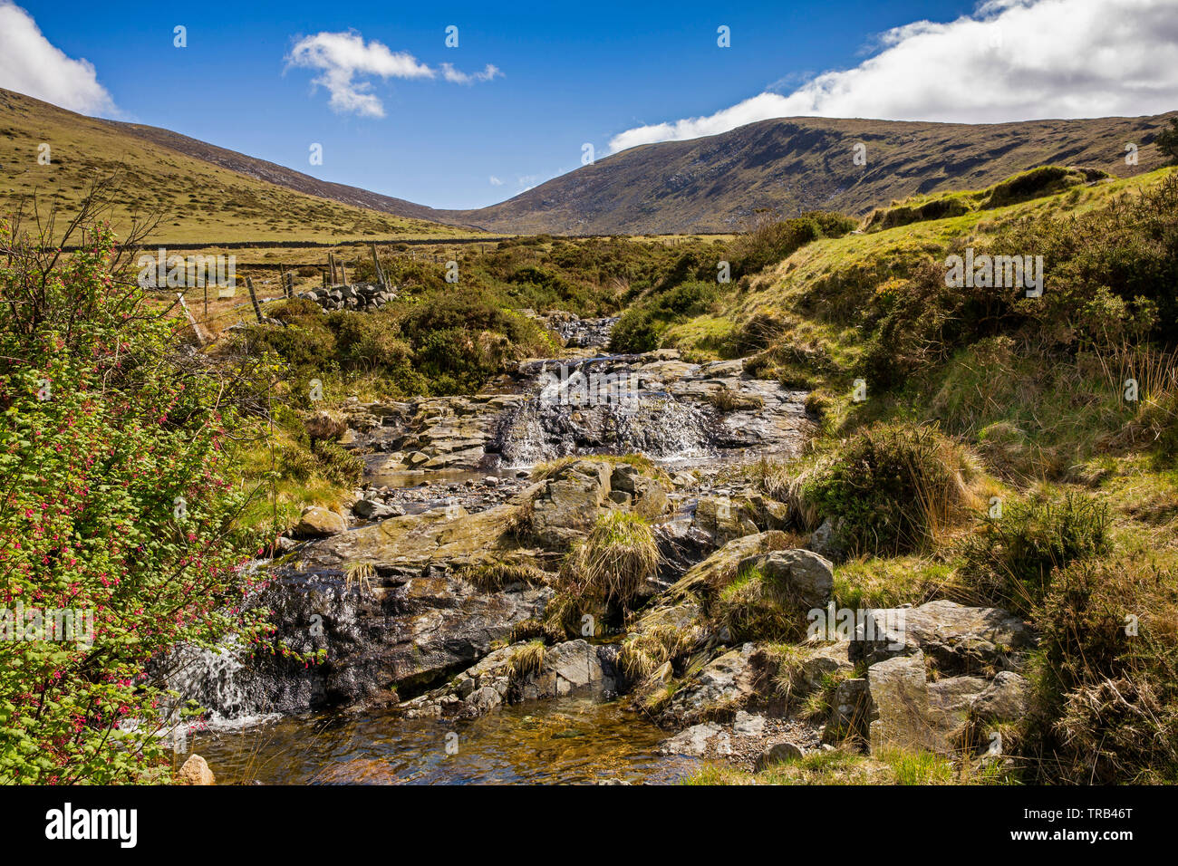 Northern Ireland, Co Down, Shimna River valley, stream flowing from Slieve Meelmore Stock Photo