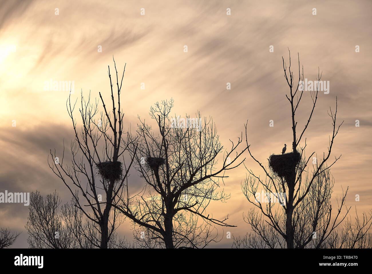 beautiful storks in a spring sunset in their nests on the top of a tree Stock Photo