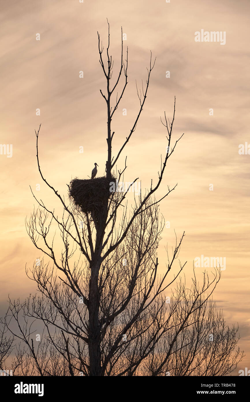 beautiful storks in a spring sunset in their nests on the top of a tree Stock Photo