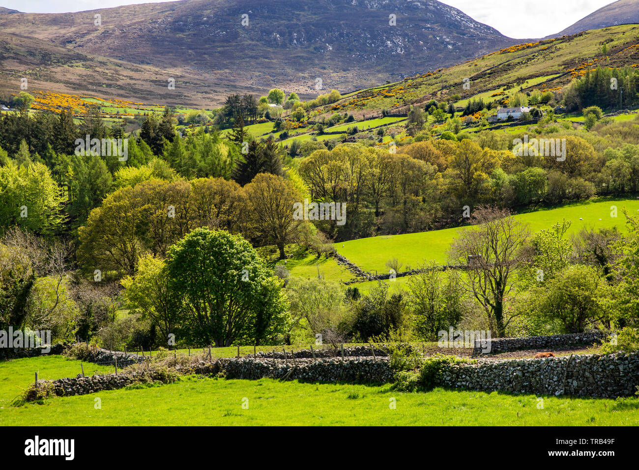Northern Ireland, Co Down, Shimna River valley, Clanachullion Bridge
