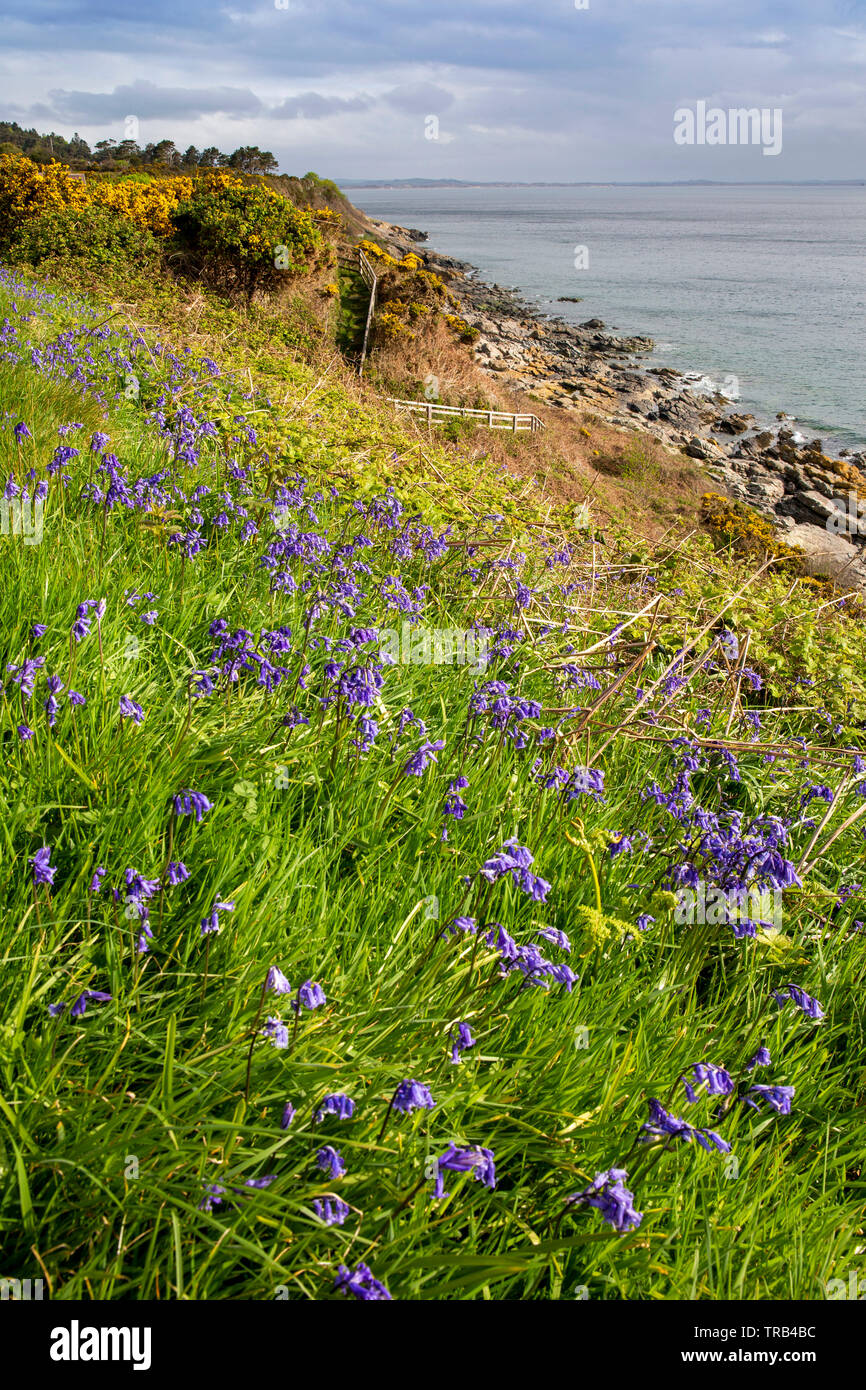 Northern Ireland, Co Down, Newcastle, Bloody Bridge, wild bluebell