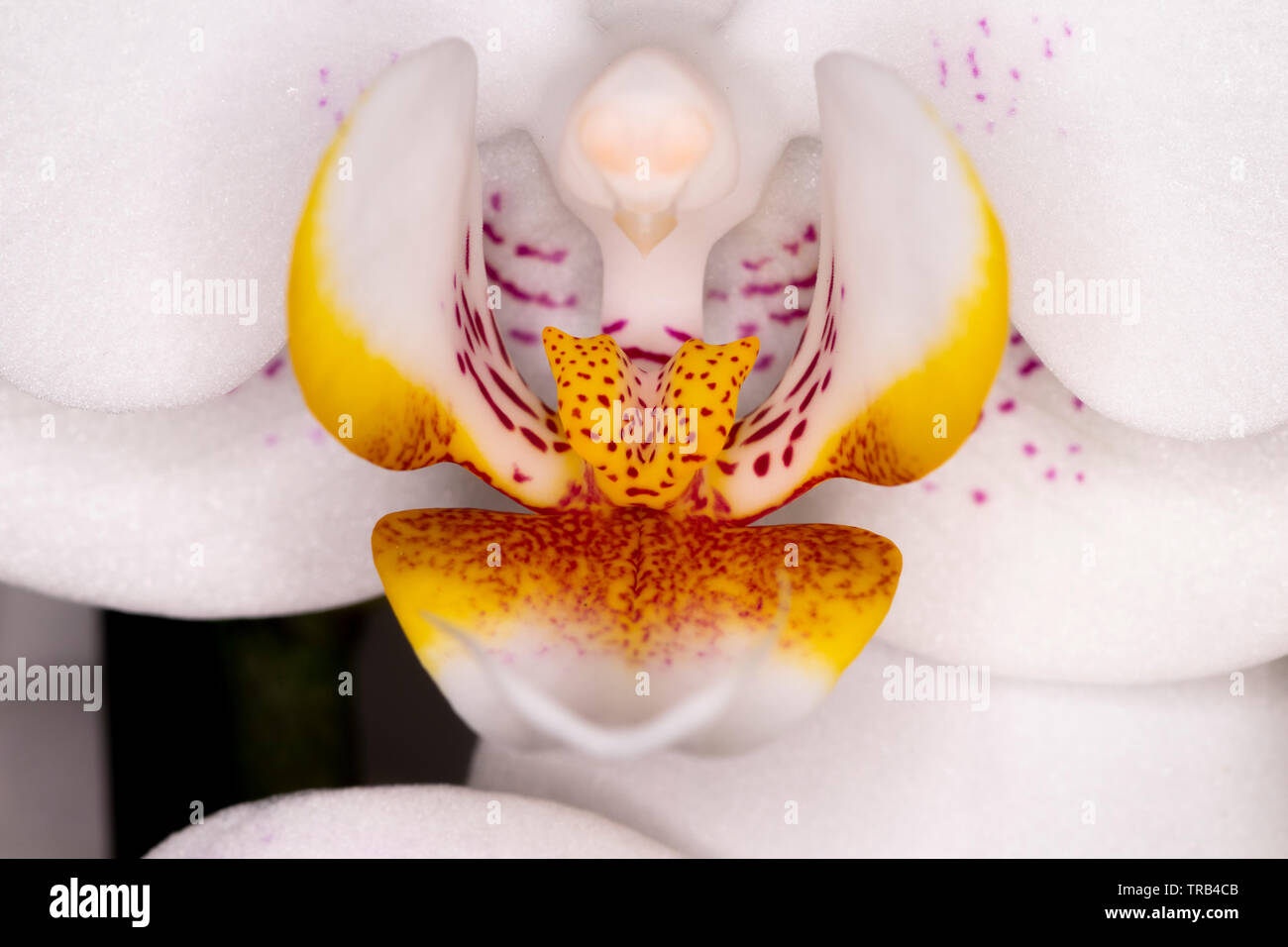 Mini Orchid Ceramic flower head, genus Orchidaceae, macro with shallow depth of field Stock Photo