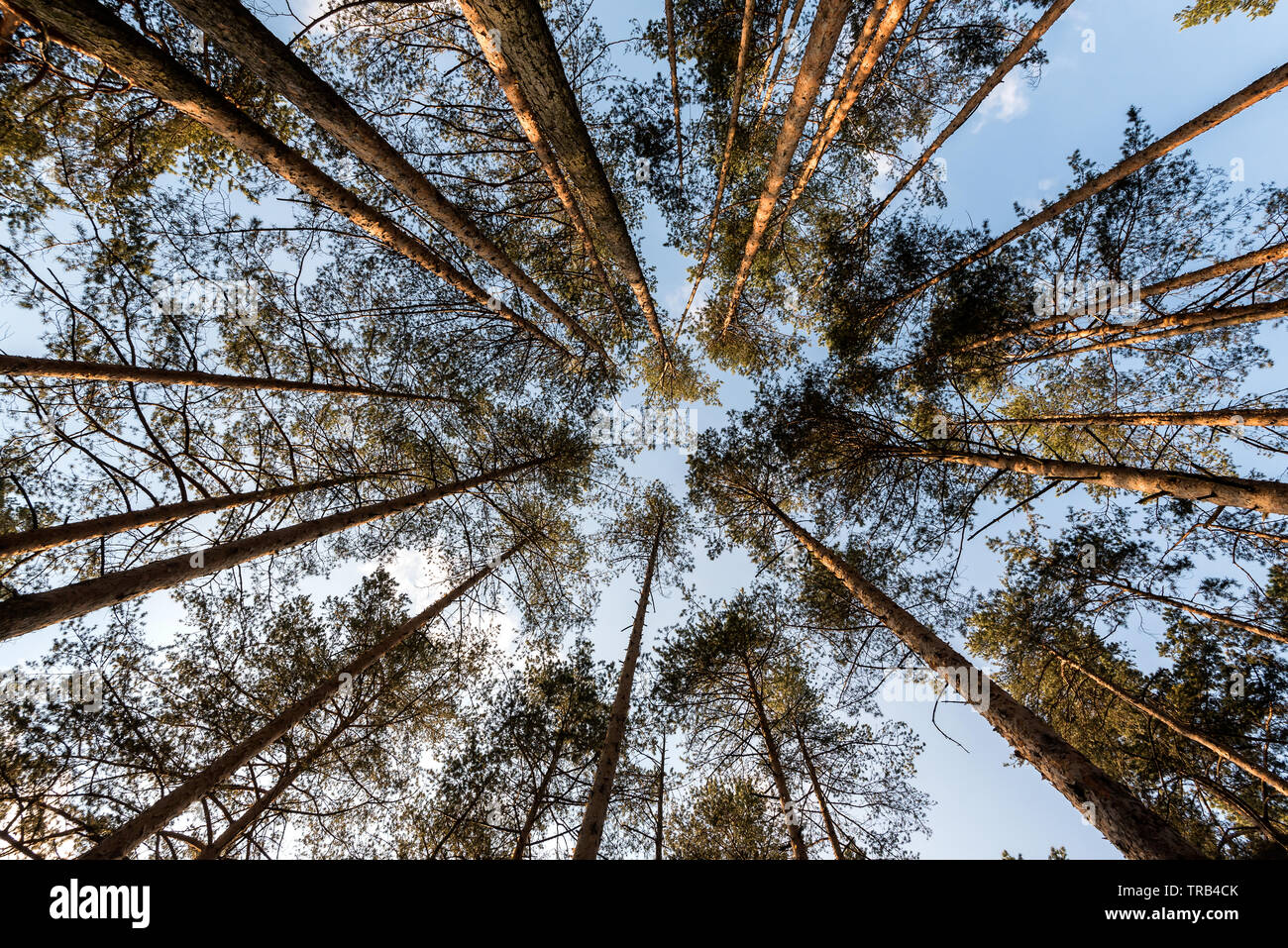 Tall pine tree tops against blue sky and white clouds Stock Photo - Alamy