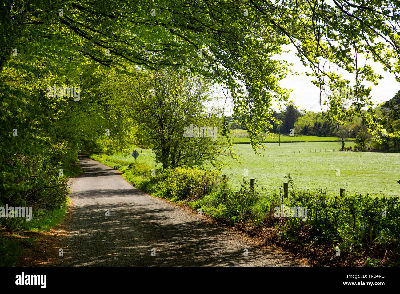 Ireland, Co Louth, Cooley Peninsula, Ravensdale, beech trees over road