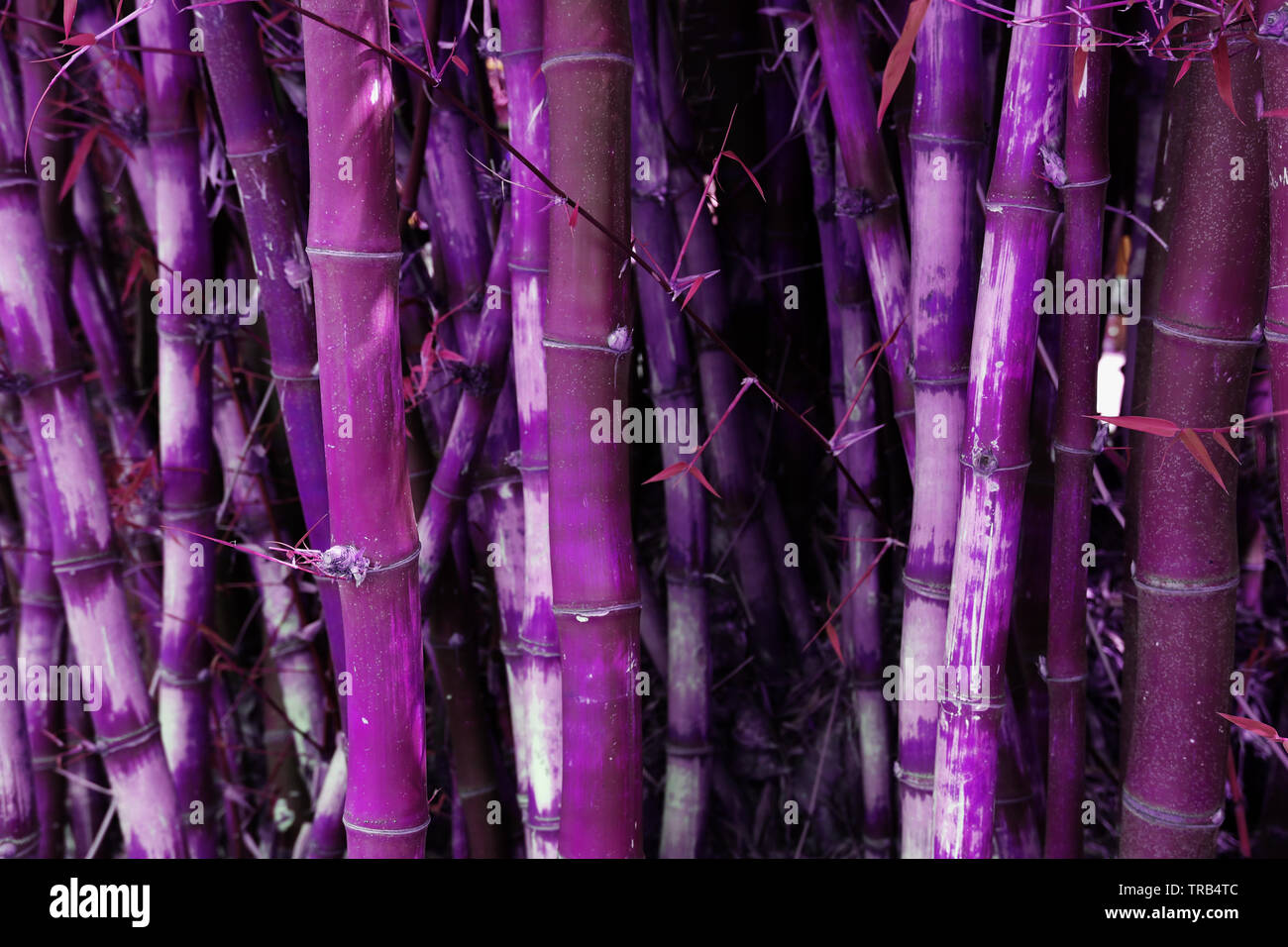 Abstract image of bamboo tree with retro purple tones Stock Photo Alamy