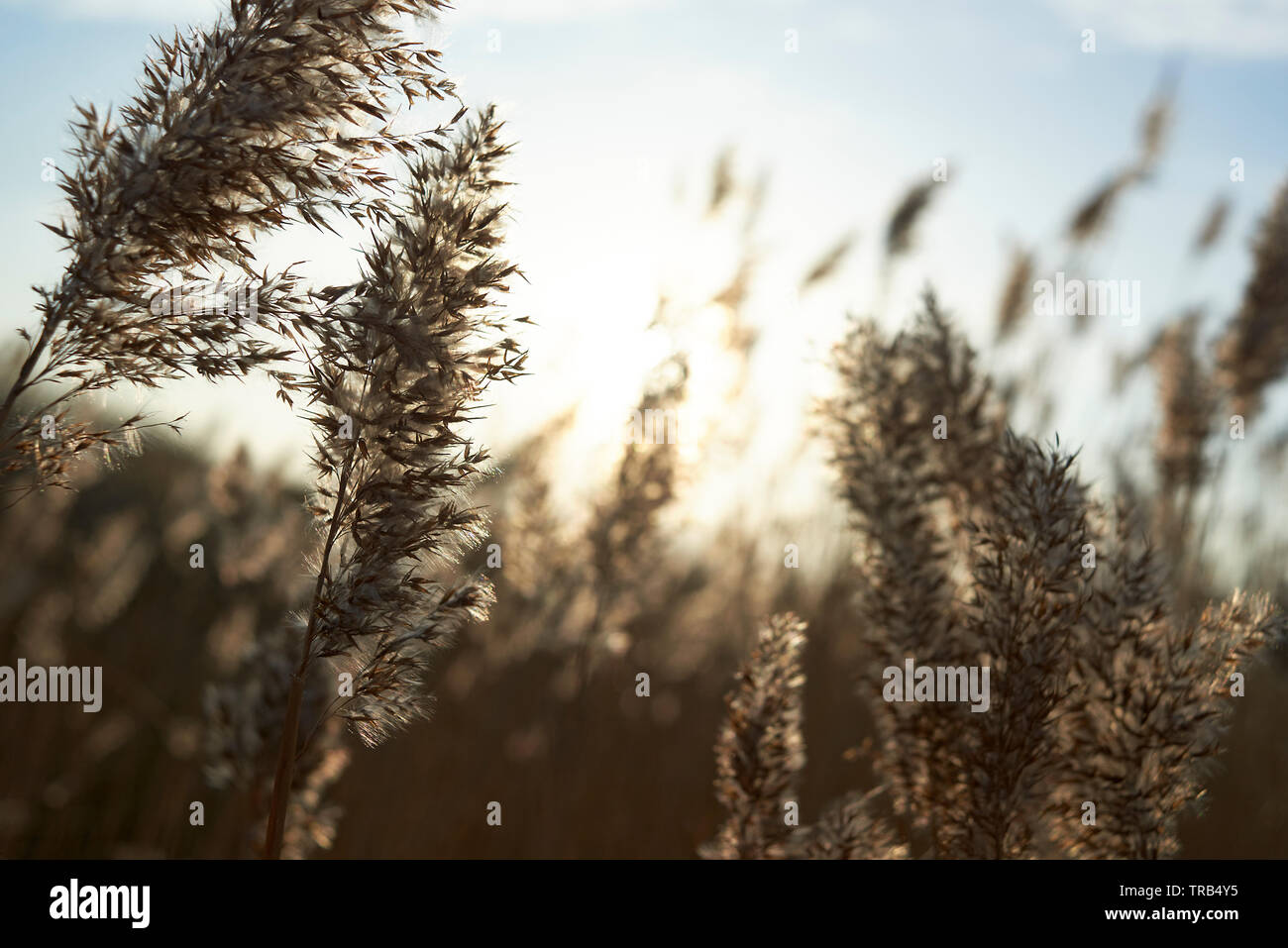 Amazing close up of reeds blowing in the wind in bright winter sunshine