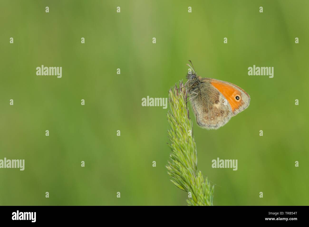 A small orange and brown butterfly with a black dot, a small heath, sitting on a top of grass. Sunny summer day in nature. Blurry green background. Stock Photo