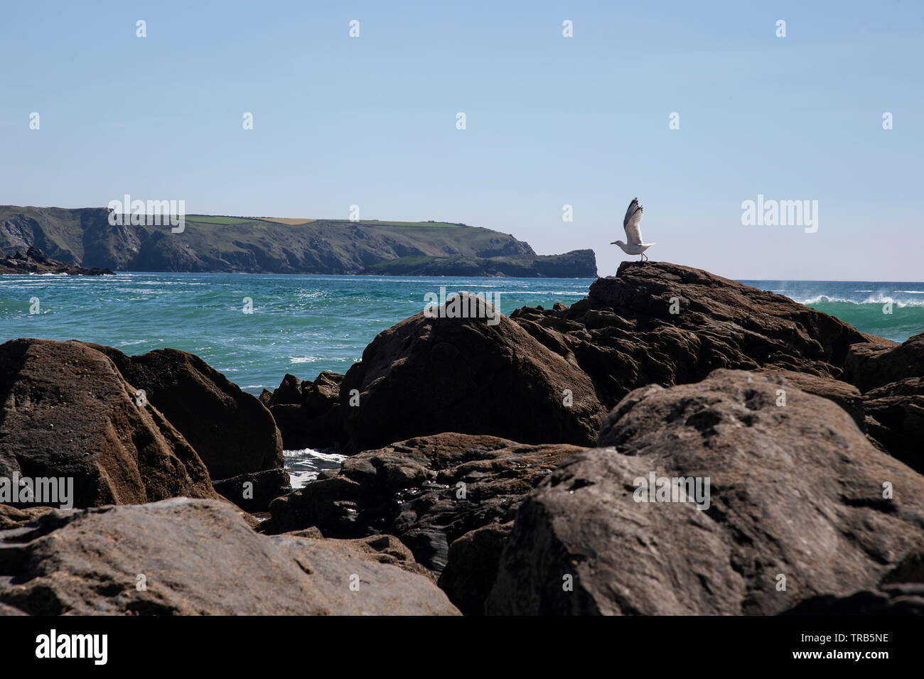 Herring Gull  Larus argentatus takes to the air from the rocky cove of Gunwalloe Bay on the western coast of the Lizard in Cornwall Stock Photo