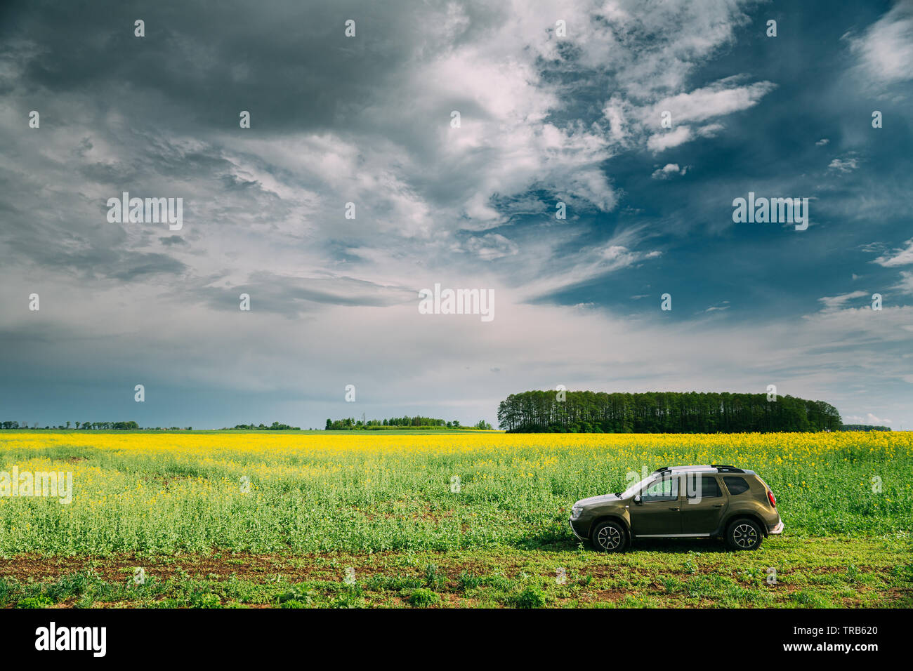 Gomel, Belarus - May 11, 2019: Renault Duster Suv In Spring Rapeseed Field Countryside Landscape. Duster Produced Jointly By French Manufacturer Renau Stock Photo