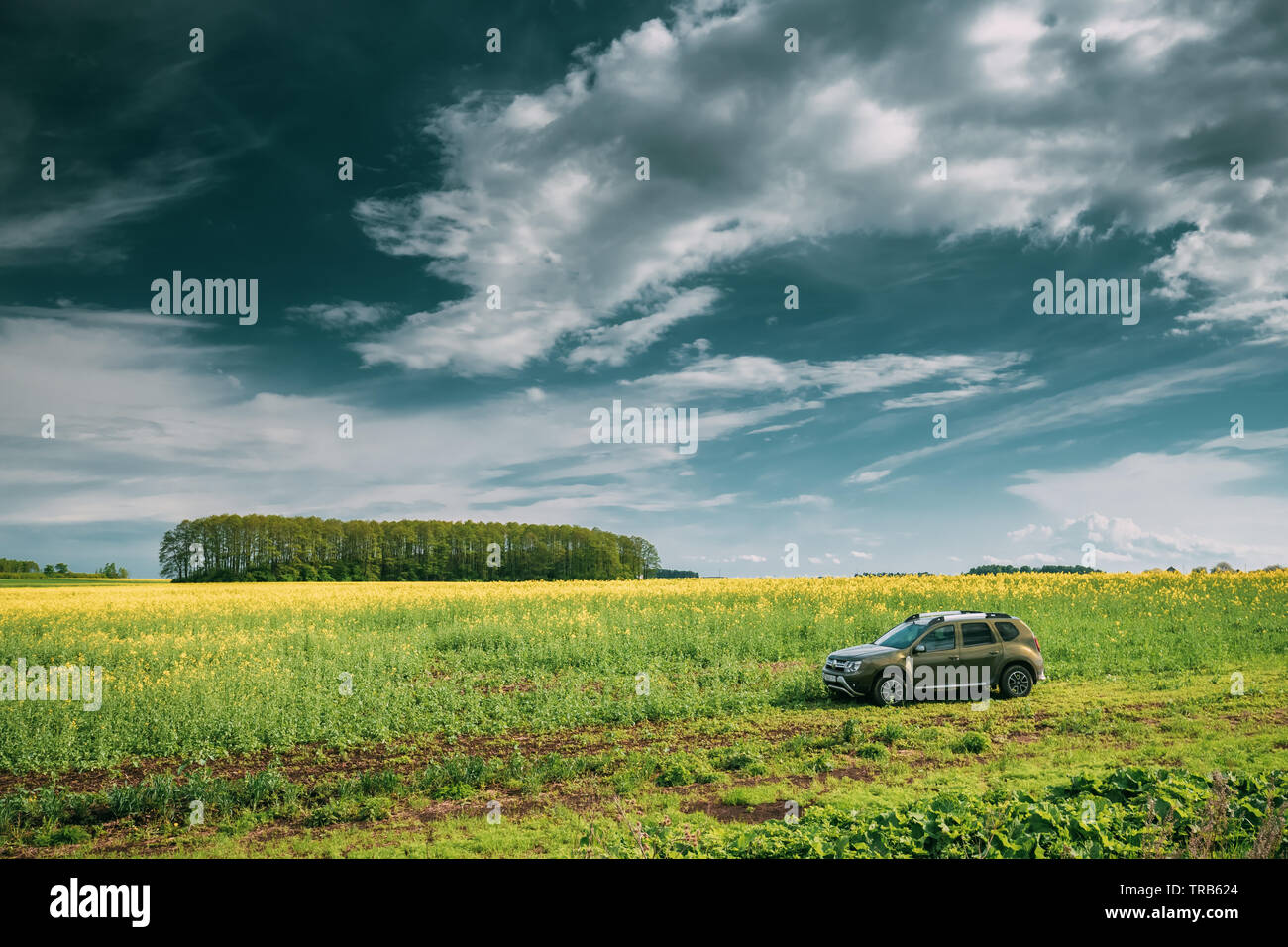 Gomel, Belarus - May 11, 2019: Renault Duster Suv In Spring Rapeseed Field Countryside Landscape. Duster Produced Jointly By French Manufacturer Renau Stock Photo