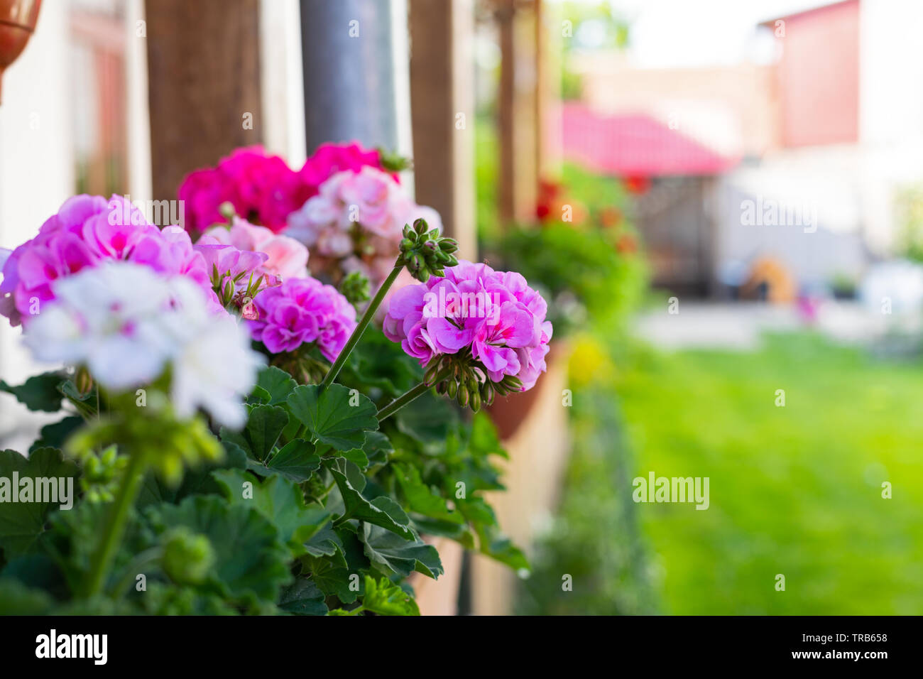 Bright colorful geranium flowers in a pot , decorating terrace at home Stock Photo