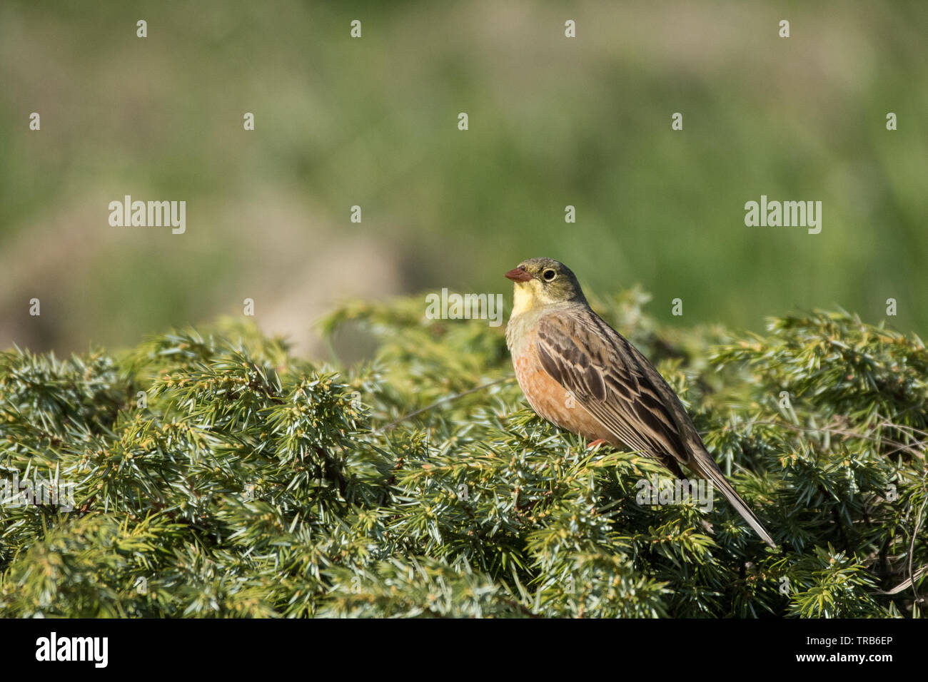 Stunning bird photo. Ortolan bunting / Emberiza hortulana Stock Photo