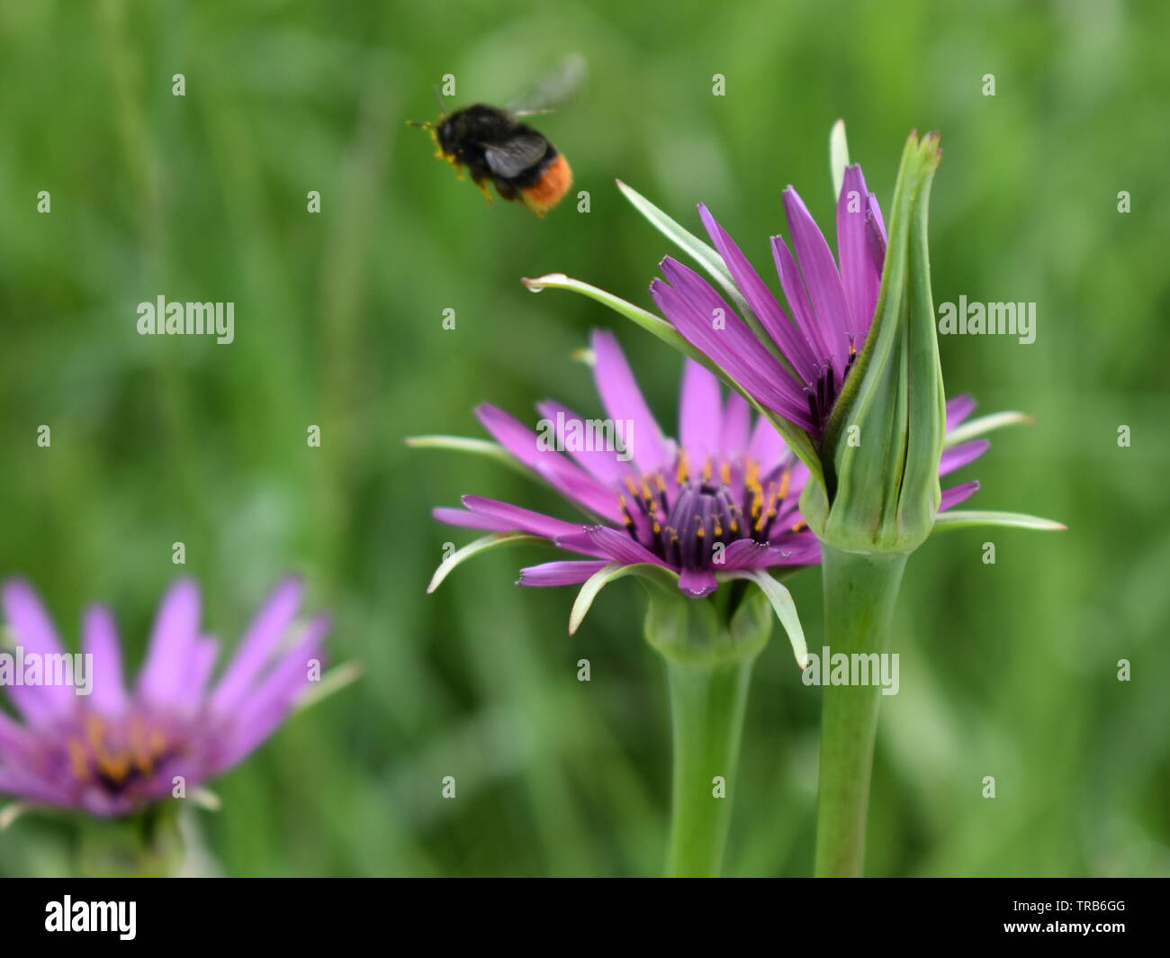 Flying bee purple flowers hi-res stock photography and images - Alamy