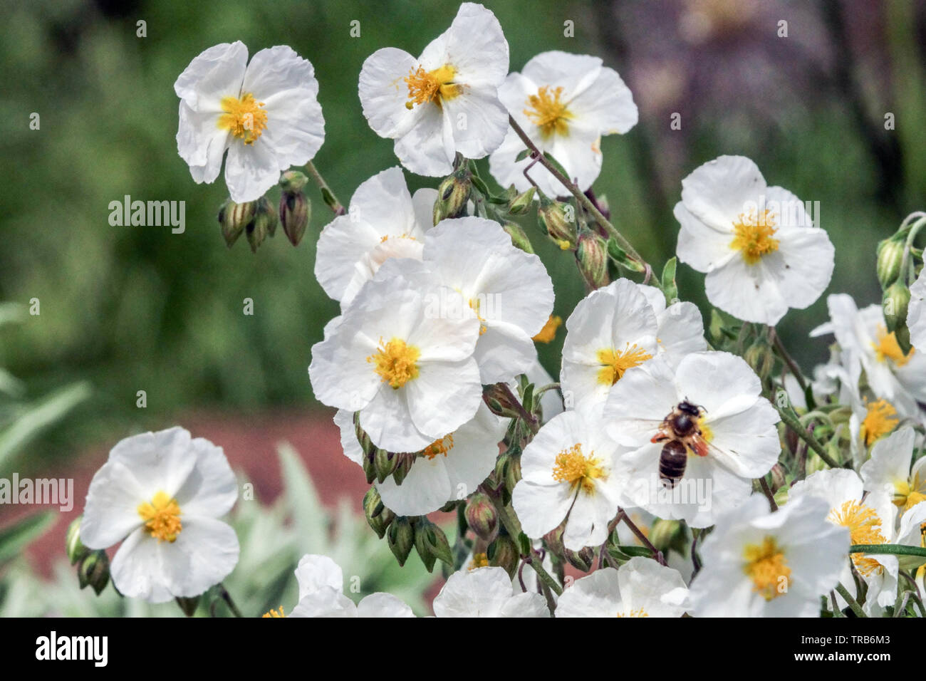 White Rock Rose, Helianthemum apenninum bee in flower Stock Photo