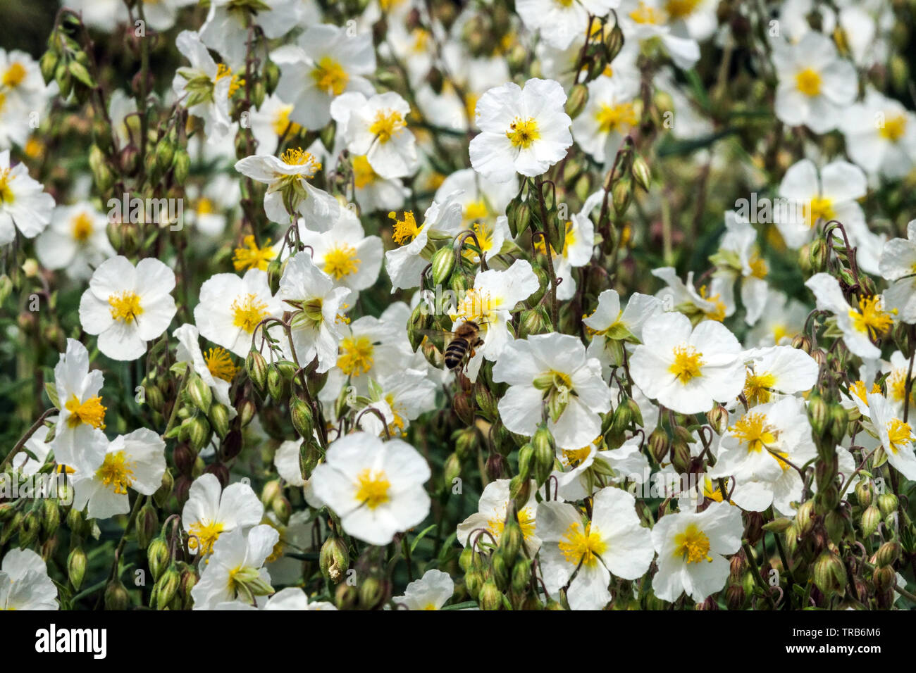 White Rock Rose, Helianthemum apenninum White flowers Stock Photo