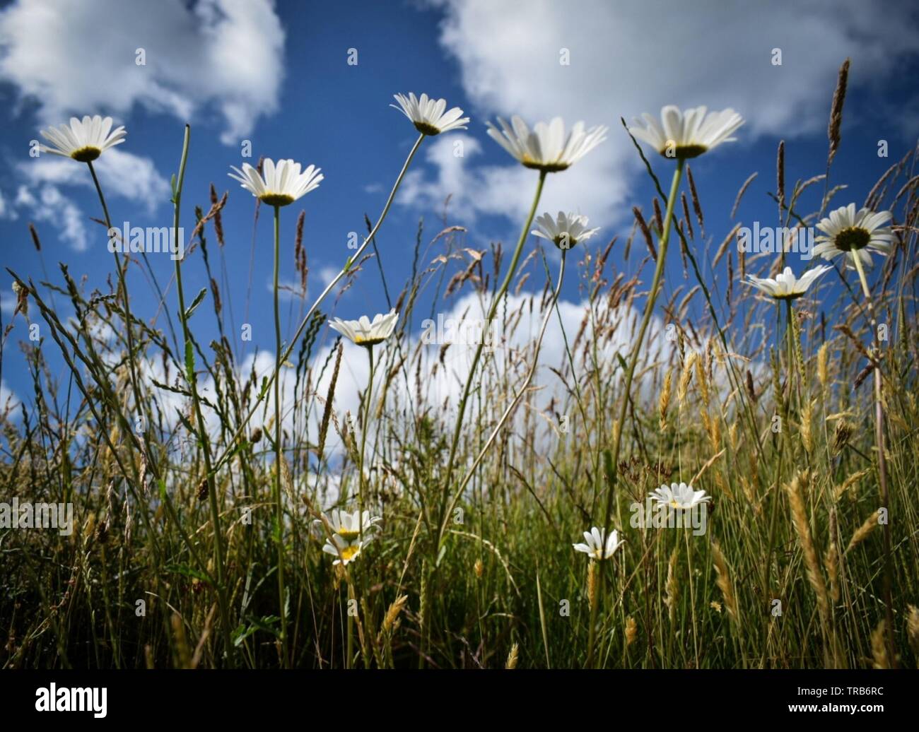 Oxeye daisies with blue background hires stock photography and images Alamy