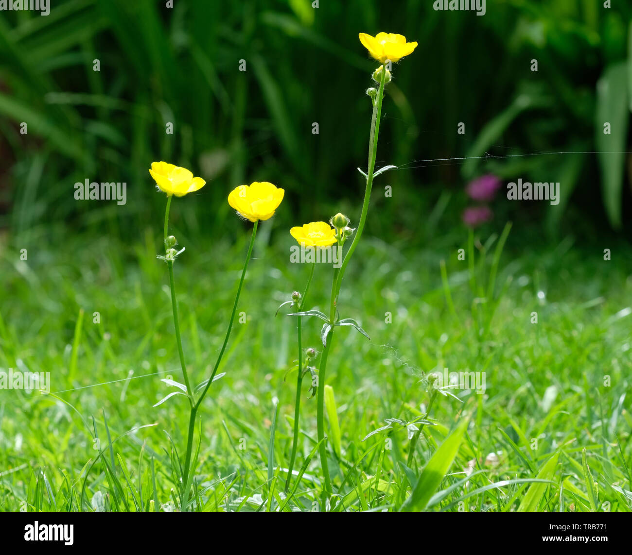 Yellow buttercup flowers Stock Photo Alamy