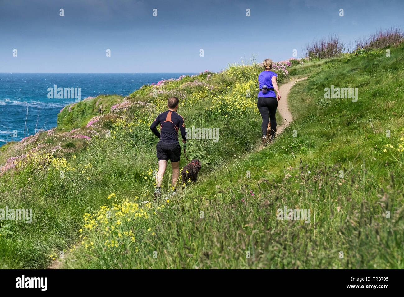 Two people running with their dogs along the South West Coast path in ...