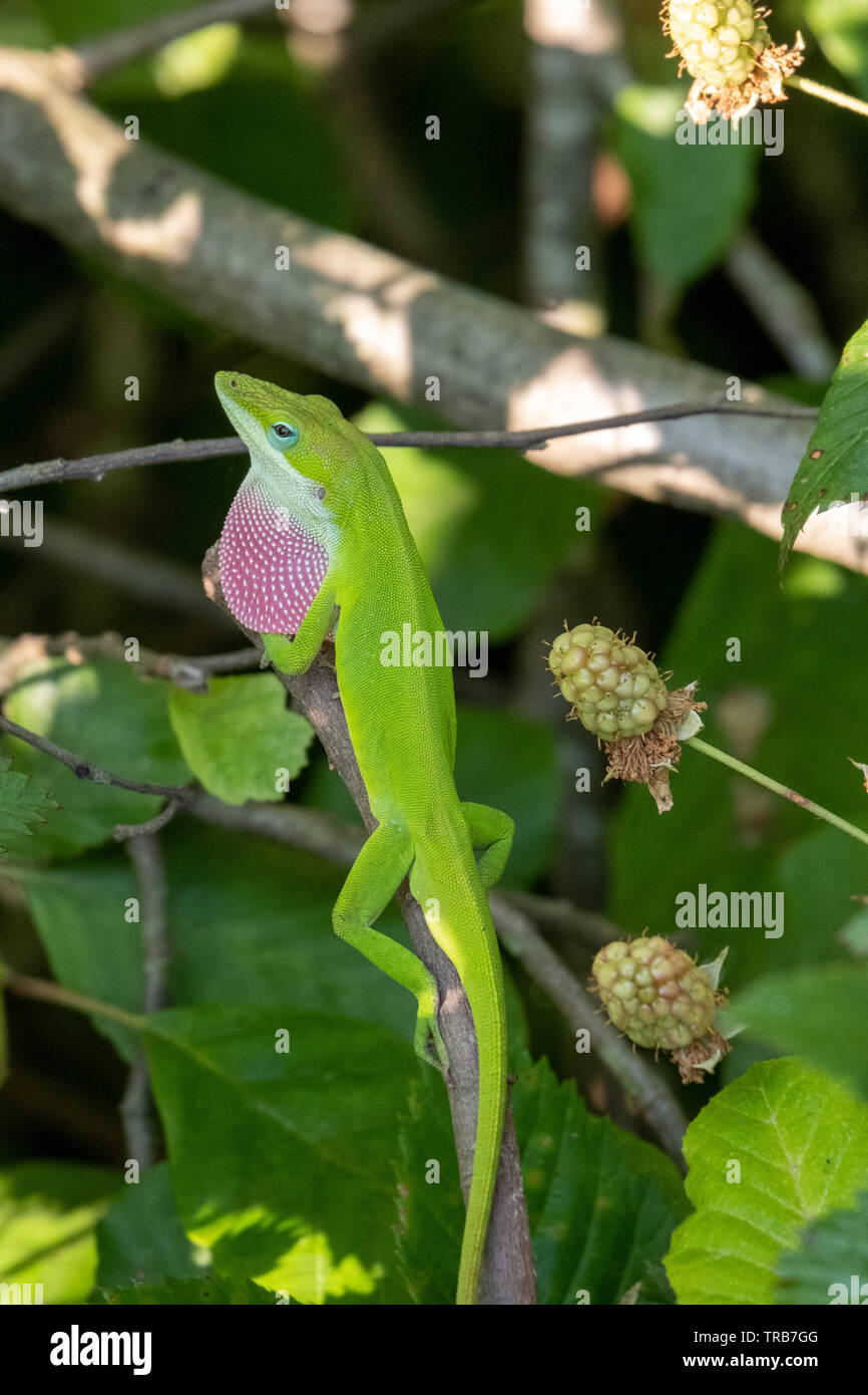 A Carolina anole puffs his dewlap, or throat fan, to intimidate potential danger. Yates Mill County Park in Raleigh, North Carolina. Stock Photo