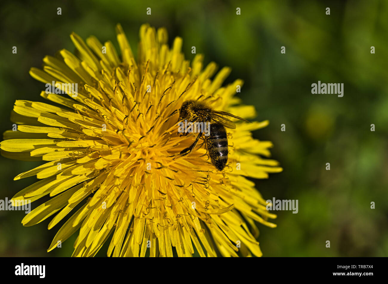 Pollination - Bees are in decline, but some of the are still doing their job Stock Photo