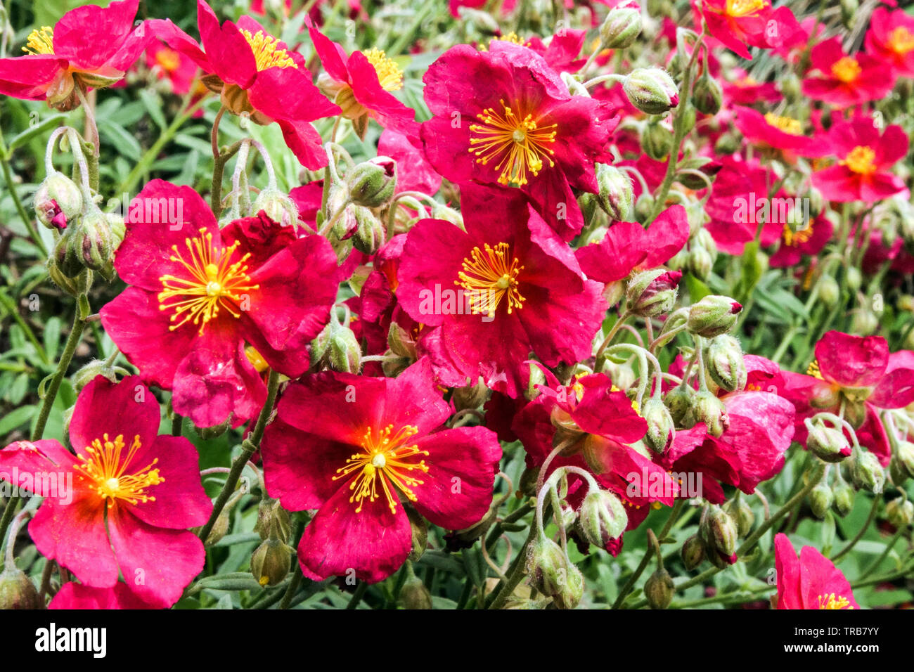 Red Helianthemum 'Frau M Bachthaler' ground cover plant Stock Photo