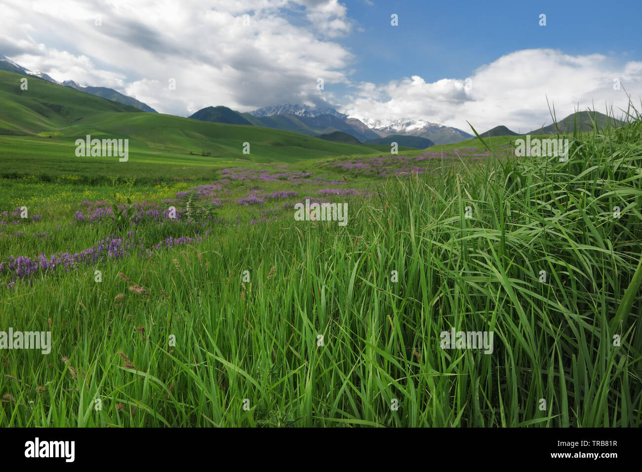 The Bird vetch in pasture in northern Kyrgyzstan. Stock Photo