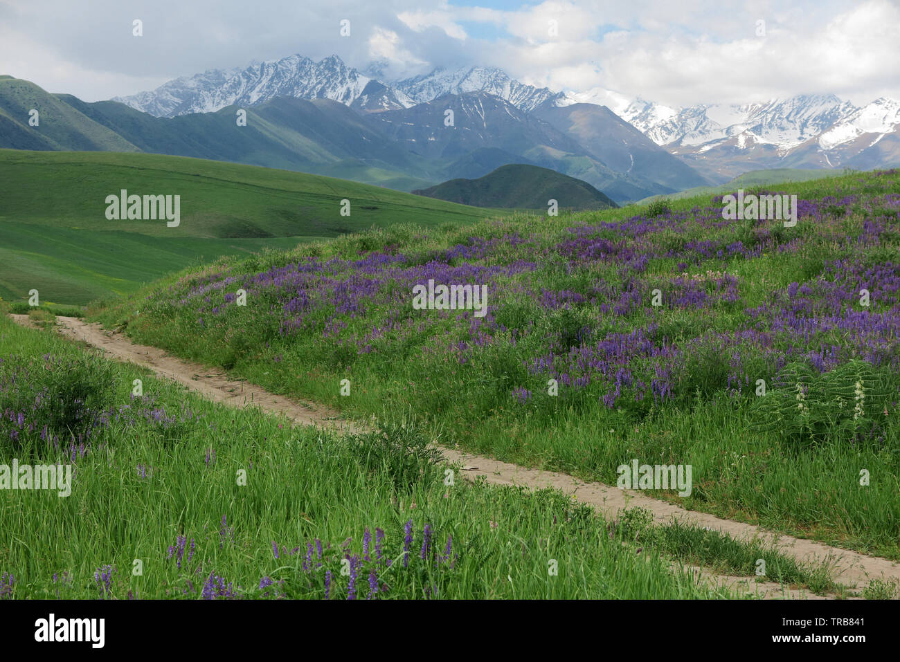 The Bird vetch in pasture in northern Kyrgyzstan. Stock Photo