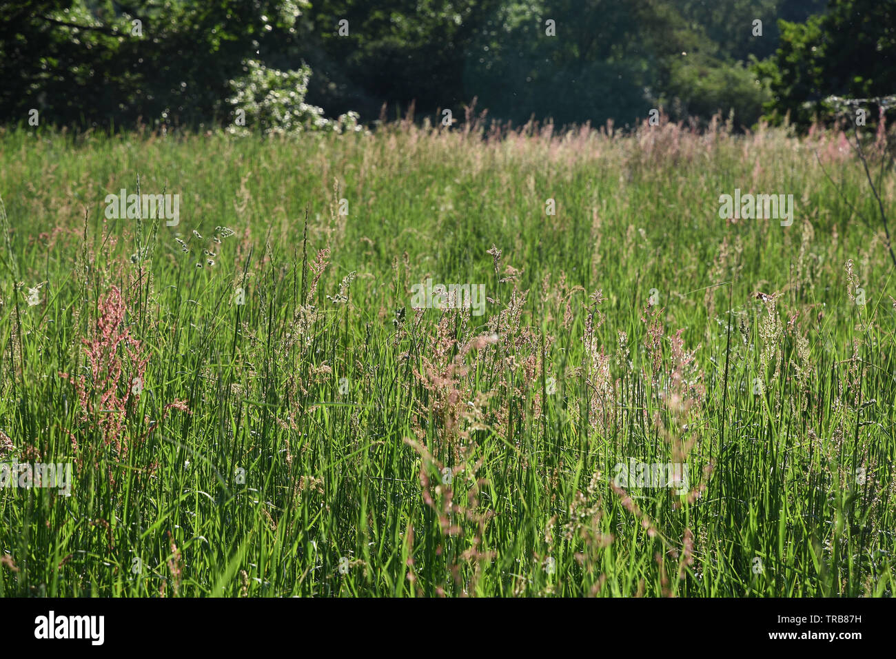 Long grass, Foots Cray Meadows, Sidcup, Kent. UK Stock Photo