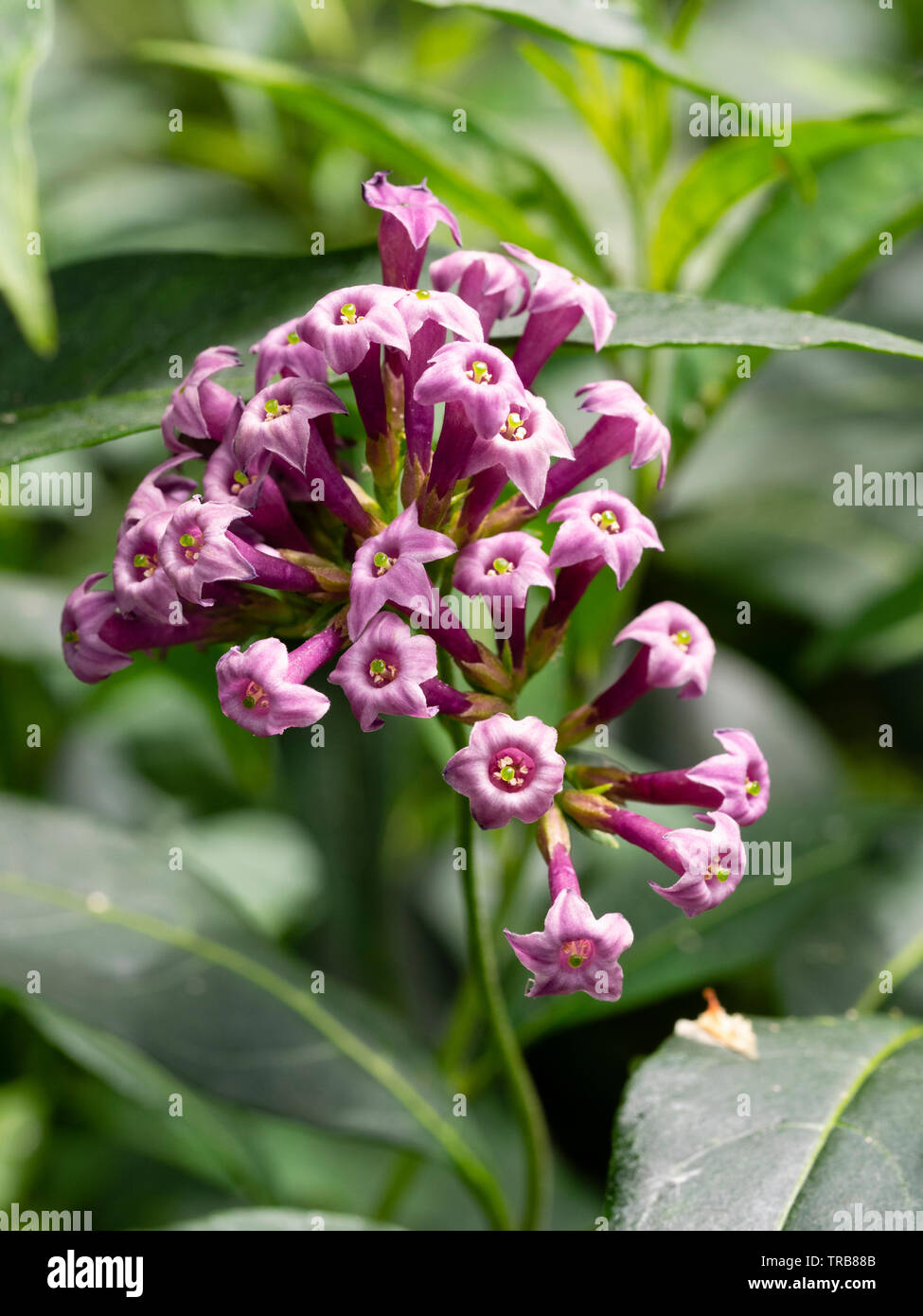 Light purple tubular flowers in the head of the long flowering tender shrub, Cestrum x cultum Cretan Purple Stock Photo
