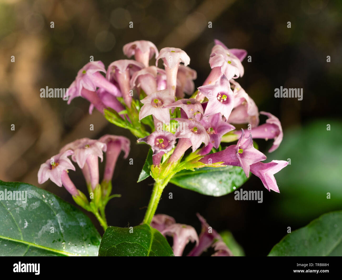 Light purple tubular flowers in the head of the long flowering tender shrub, Cestrum x cultum Cretan Purple Stock Photo