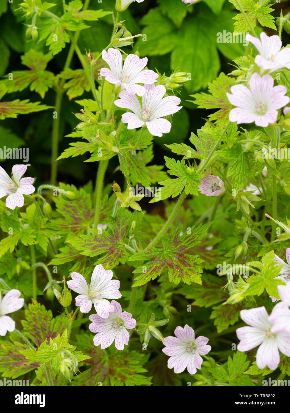 Red marked foliage and pale flowers with delicate magenta bee lines of the hardy perennial, Geranium x oxonianum ‘Walter's Gift' Stock Photo