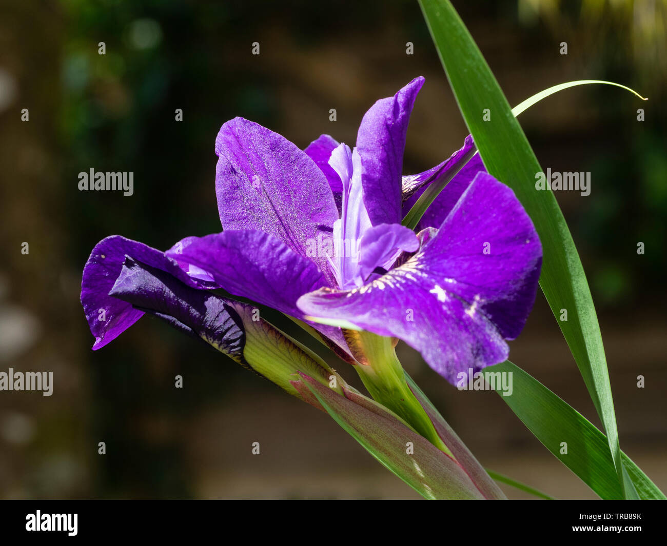 Early summer flower of the hardy Siberian Iris, Iris sibirica 'Ruffled Velvet' Stock Photo