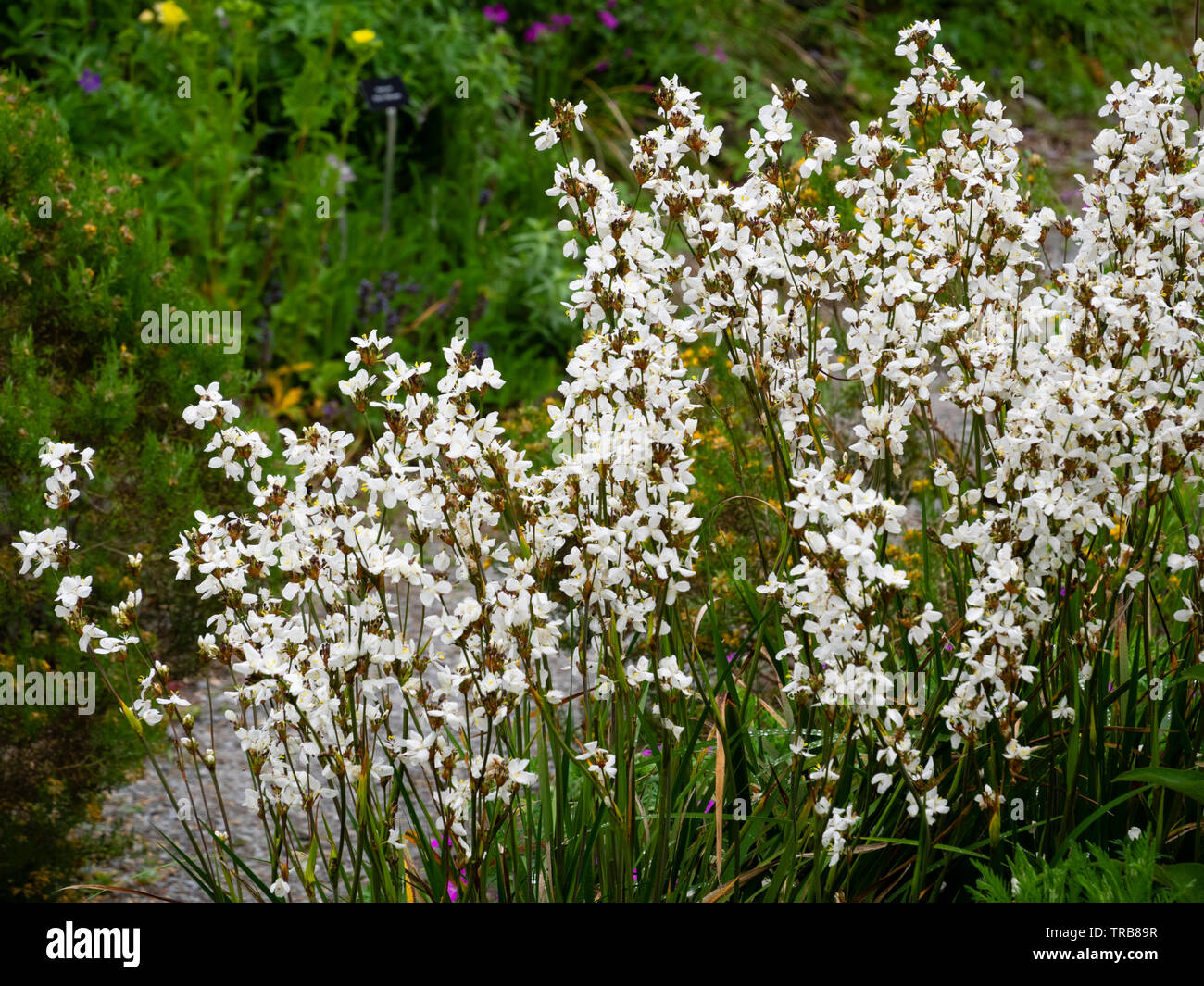 Massed early summer spikes of the hardy perennial white flowered New Zealand satin flower, Libertia formosa Stock Photo