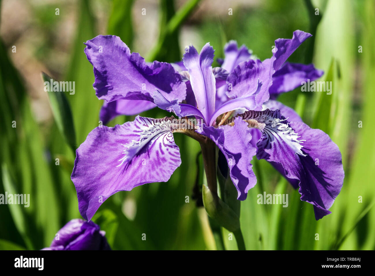 Blue Iris tectorum, close up flower Stock Photo