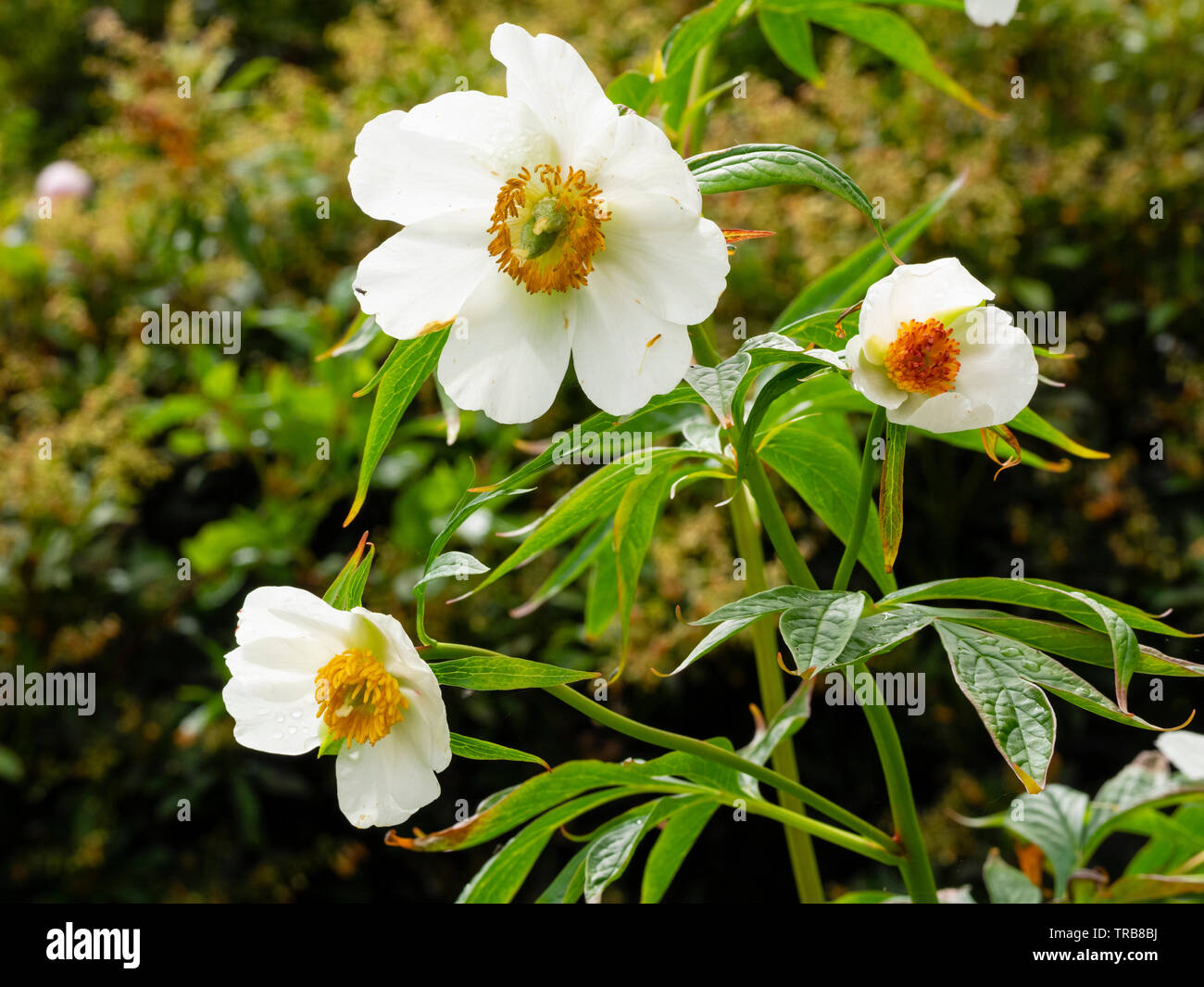 Yellow stamens contrast with the white petals of the species type peony, Paeonia 'Early Windflower' in early summer Stock Photo