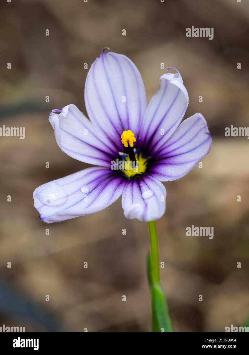 Purple marked blue flower of the compact evergreen perennial blue eyed grass, Sisyrinchium 'Dragon's Eye' Stock Photo