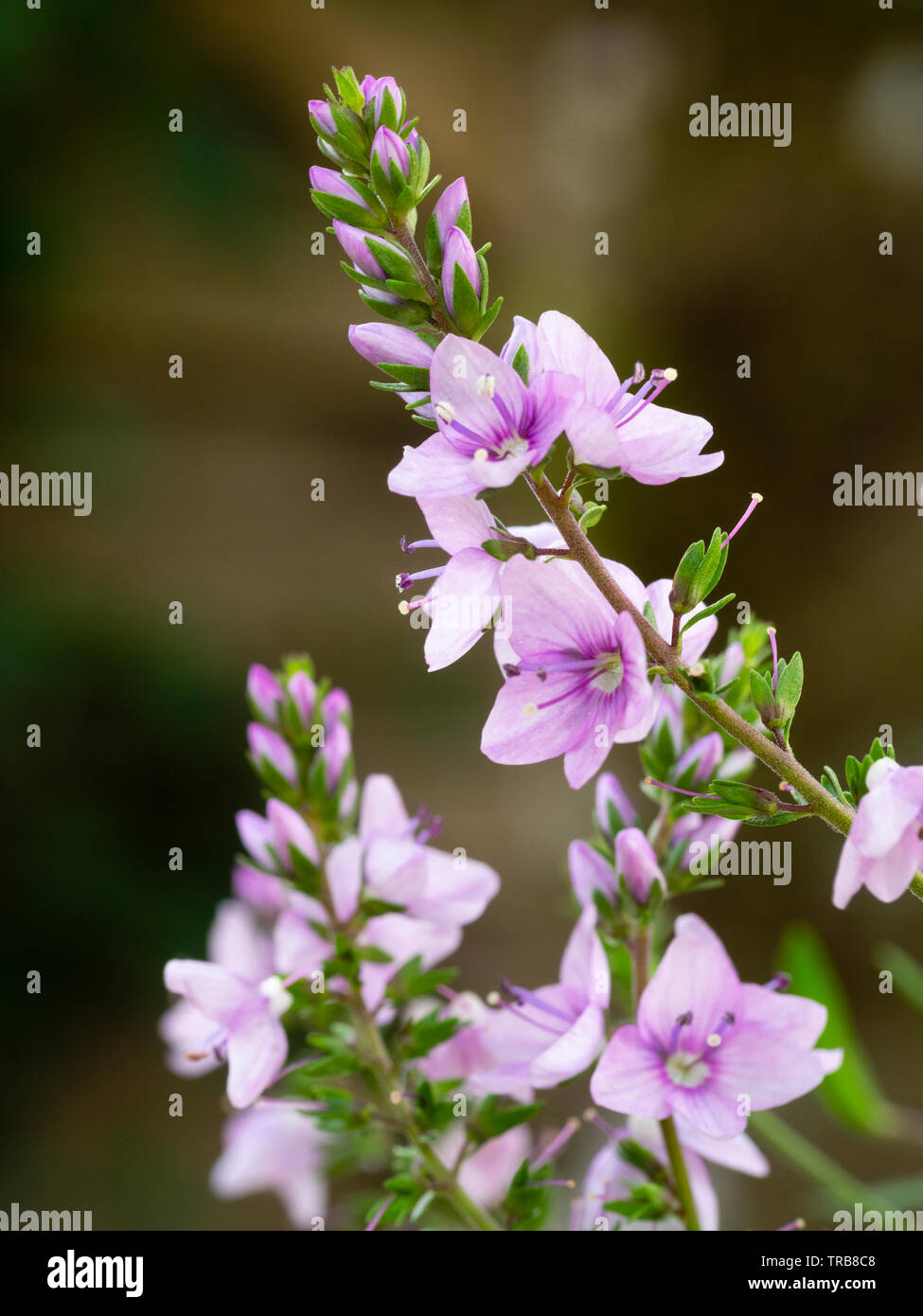 Purple-pink flowers of the compact, prostrate alpine, Veronica prostrata 'Mrs Holt' Stock Photo