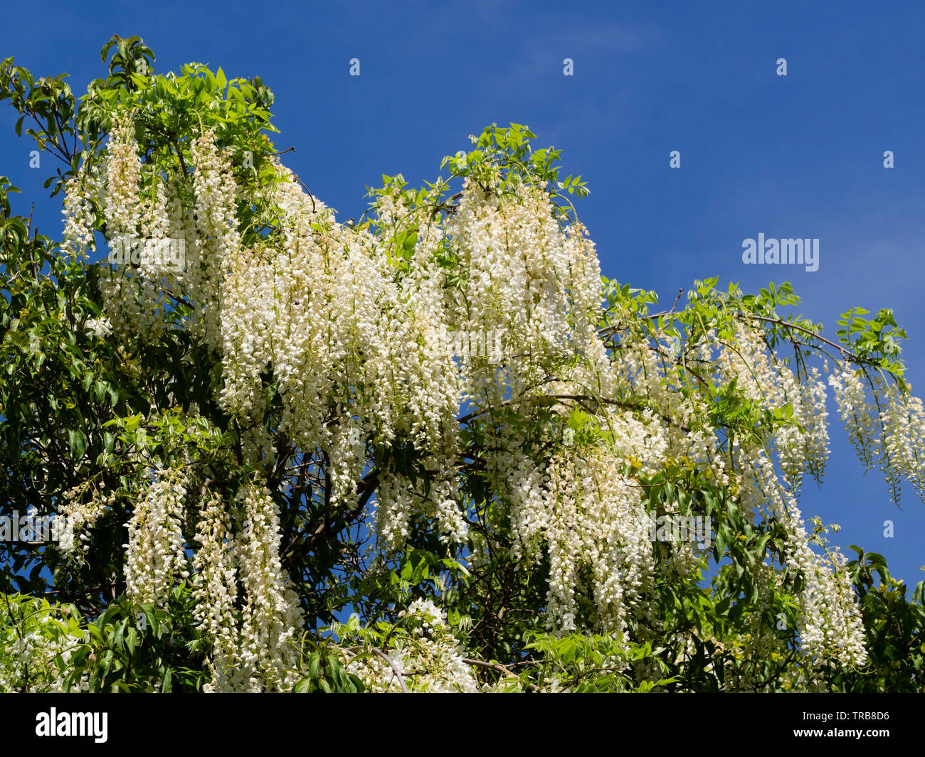 Long trails of white pea flowers of Wisteria floribunda 'Alba' cascade from a host tree Stock Photo